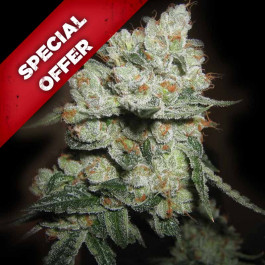 OG-kush cannabis seeds discount