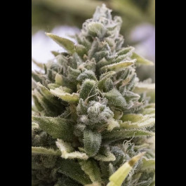 Og Kush Auto 