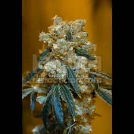 Old School Skunk