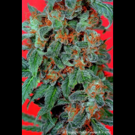 Orange Bud