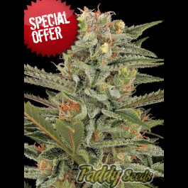 Amnesia cannabis seed
