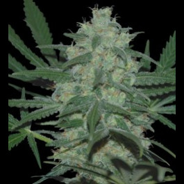Pakistan valley cannabis seeds