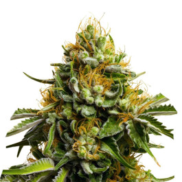 Papaya