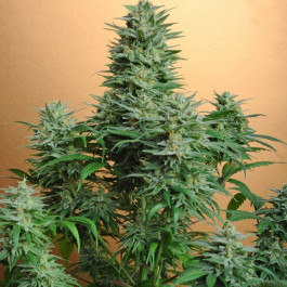 Papaya Nirvana seeds