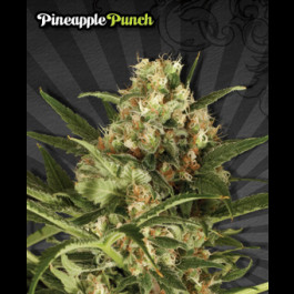 Pineapple Punch