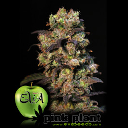 Pink Plant