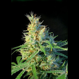 Psicodelicia