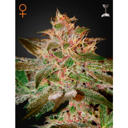 Pure Kush