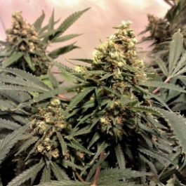 Pure Power Plant