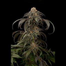 Purple Afghan Kush