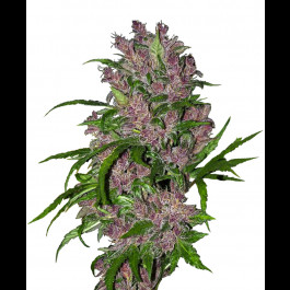 Purple Bud Auto