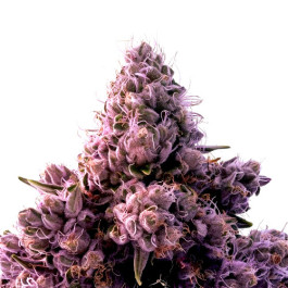 Purple cheese auto