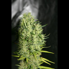 Purple #1 Feminized