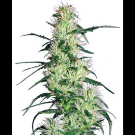 Purple Haze
