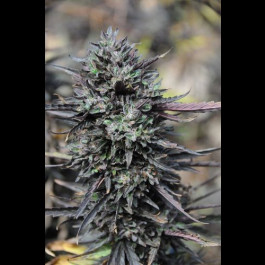 Purple Trainwreck