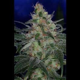 Purple Apollo 13 TGA Subcool Seeds