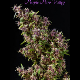 Purple Paro Valley