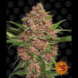 Purple Punch Auto