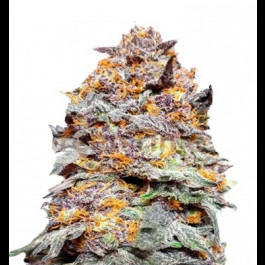 Purple Punch Auto