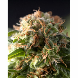 Pyramid Seeds Fresh Candy 