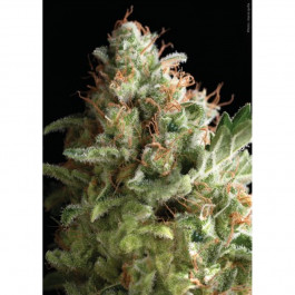 Pyramid seeds American Pie