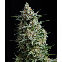 Pyramid seeds Anesthesia