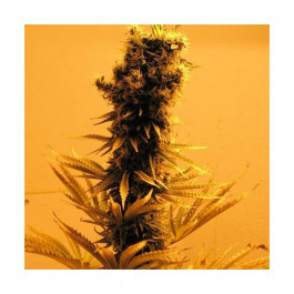 Raspberry Cough