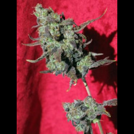 Reggae-seeds-Dancehall