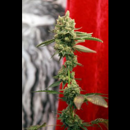 Reggae seeds Guayaka