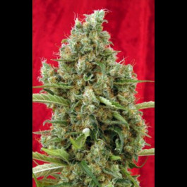 Reggae seeds Session