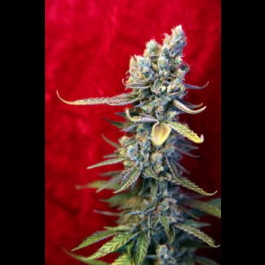 Reggae seeds Revolution