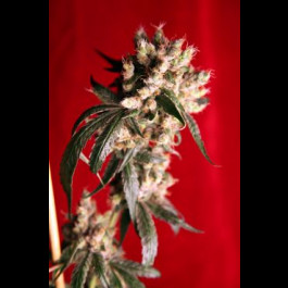 Reggae seeds Roots