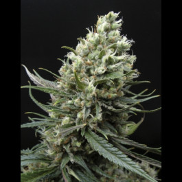 Ripper Haze