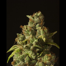 Rollex OG Kush