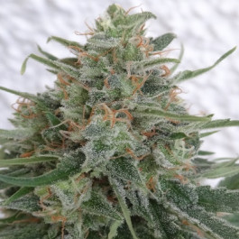 Rotten Panda | Ace Seeds