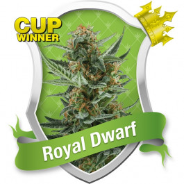 Royal Dwarf