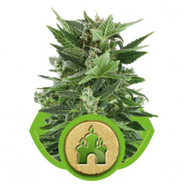 Royal kush Automatic