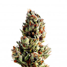 Runtz Fatbush Seeds