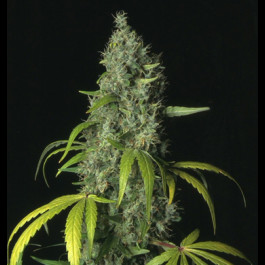 Sage TH Seeds