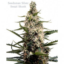 Swazi Skunk Regular
