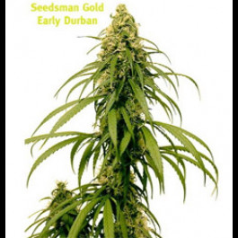 Seedsman Early Durban Regular 