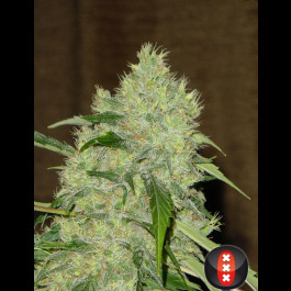 Serious seeds Bubble Gum