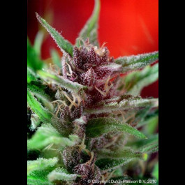 Dutch passion Shaman