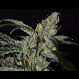 Shark CBD