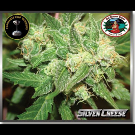 Silver Cheese cannabis seed