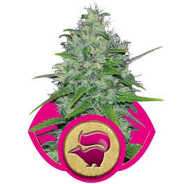 Skunk