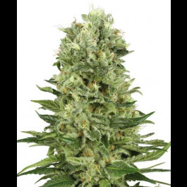 Skunk Automatic