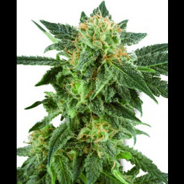 Snow Ryder seeds