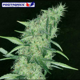 Positronics Somango 47