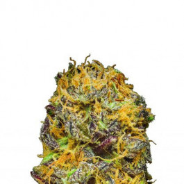Somango Kush Auto